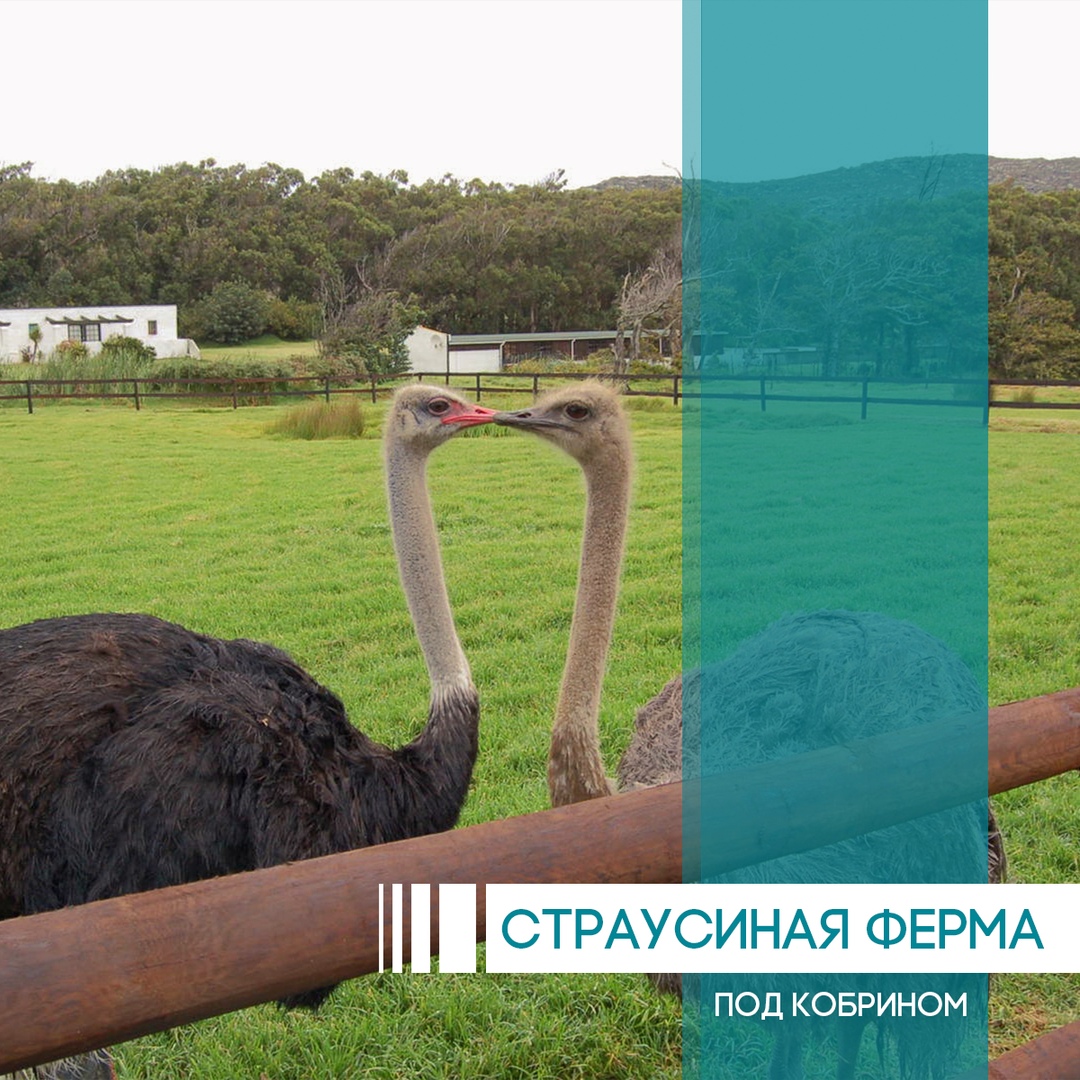 Информация о Страусиная ферма